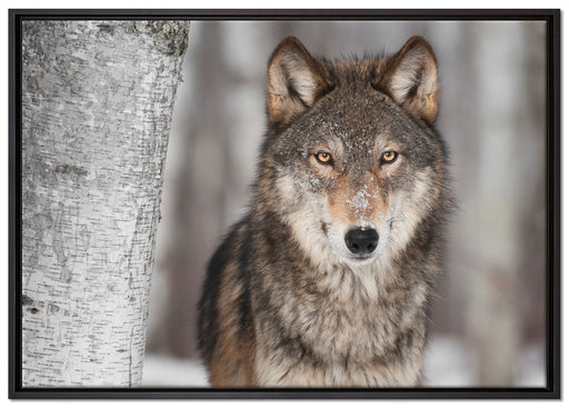 Wachsamer Wolf auf Leinwandbild gerahmt Größe 100x70