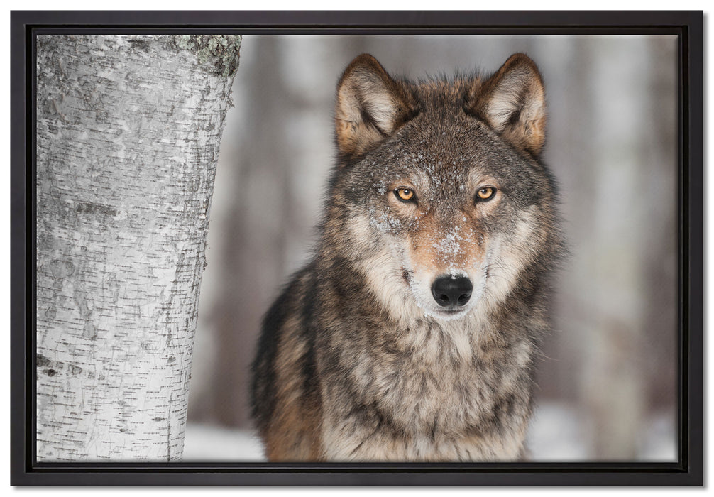 Wachsamer Wolf auf Leinwandbild gerahmt Größe 60x40