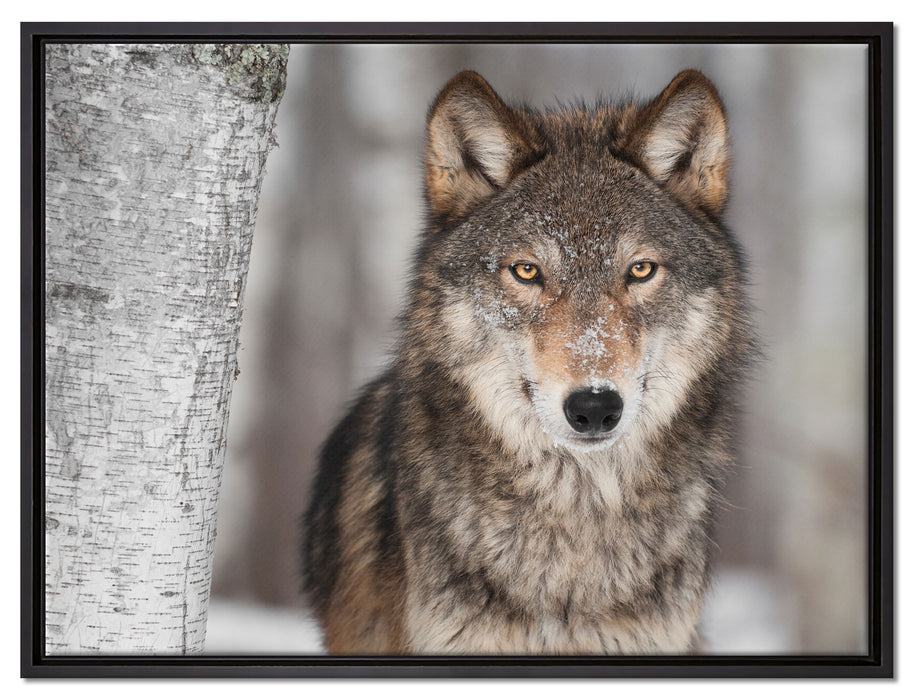 Wachsamer Wolf auf Leinwandbild gerahmt Größe 80x60