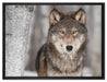 Wachsamer Wolf auf Leinwandbild gerahmt Größe 80x60
