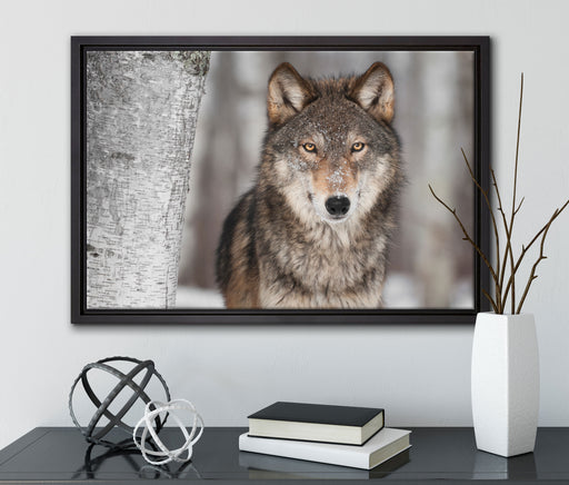 Wachsamer Wolf auf Leinwandbild gerahmt mit Kirschblüten