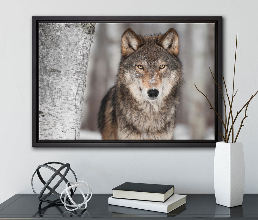 Wachsamer Wolf auf Leinwandbild gerahmt mit Kirschblüten
