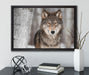 Wachsamer Wolf auf Leinwandbild gerahmt mit Kirschblüten