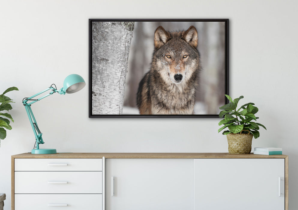 Wachsamer Wolf auf Leinwandbild gerahmt verschiedene Größen im Wohnzimmer