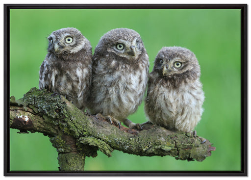 Drei Eulen auf Ast auf Leinwandbild gerahmt Größe 100x70