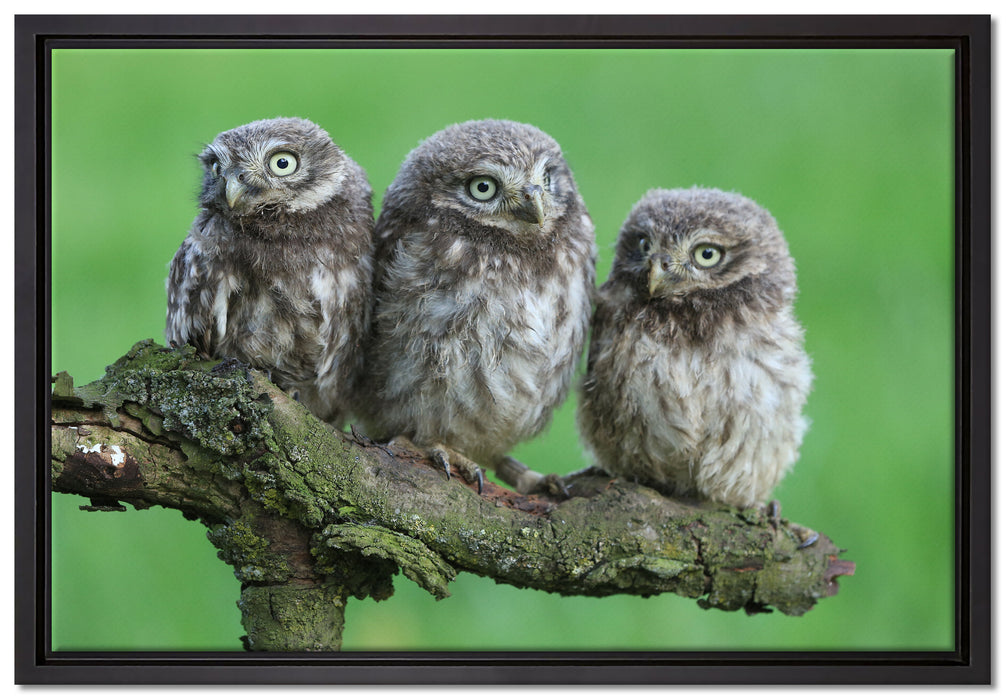 Drei Eulen auf Ast auf Leinwandbild gerahmt Größe 60x40