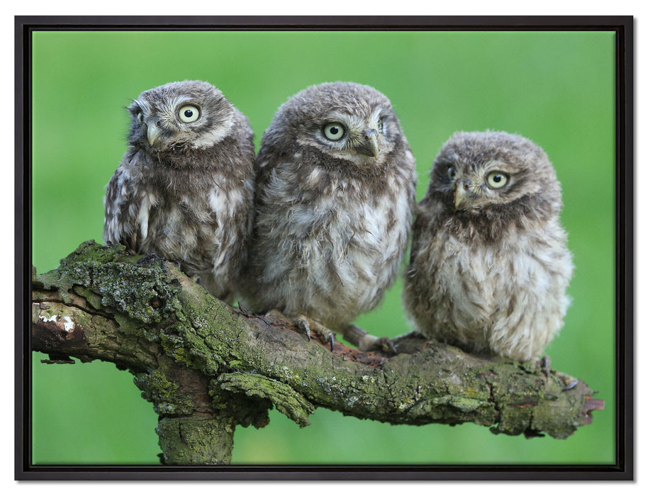 Drei Eulen auf Ast auf Leinwandbild gerahmt Größe 80x60
