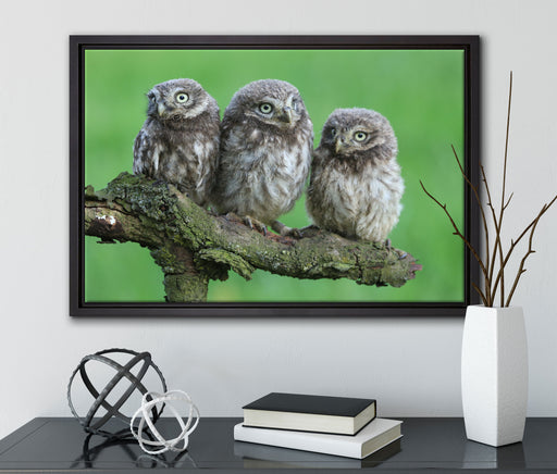 Drei Eulen auf Ast auf Leinwandbild gerahmt mit Kirschblüten
