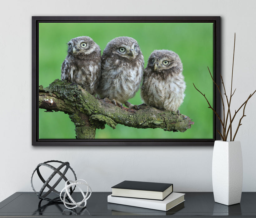 Drei Eulen auf Ast auf Leinwandbild gerahmt mit Kirschblüten