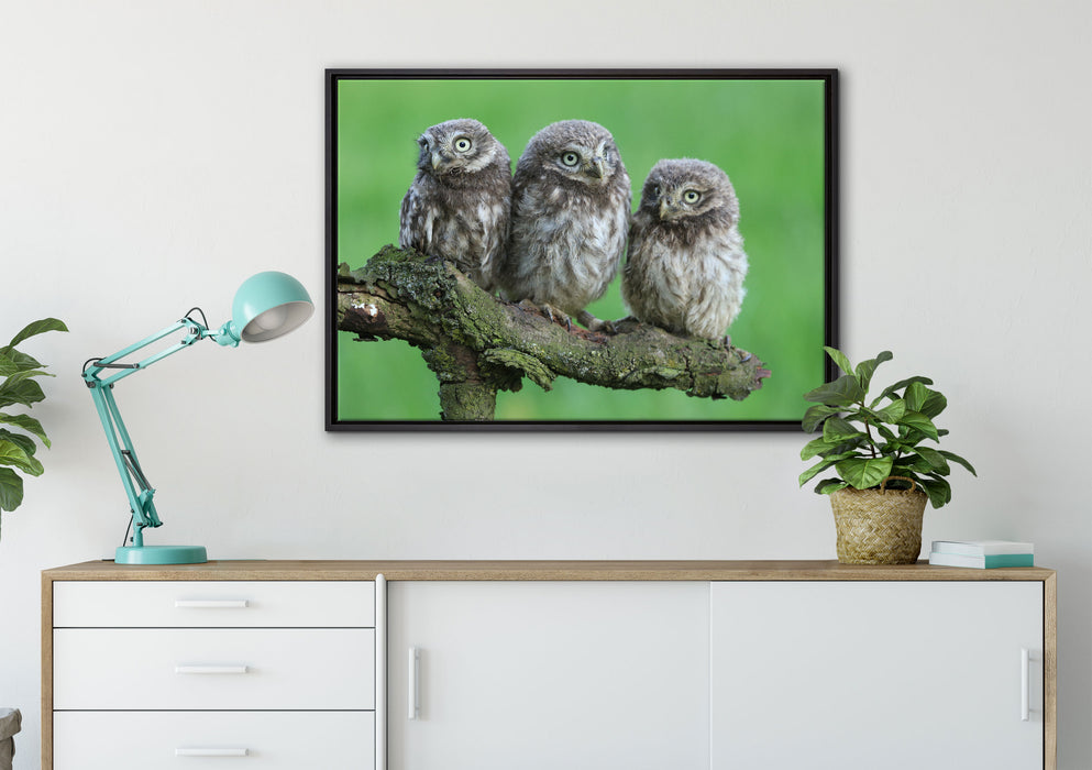 Drei Eulen auf Ast auf Leinwandbild gerahmt verschiedene Größen im Wohnzimmer