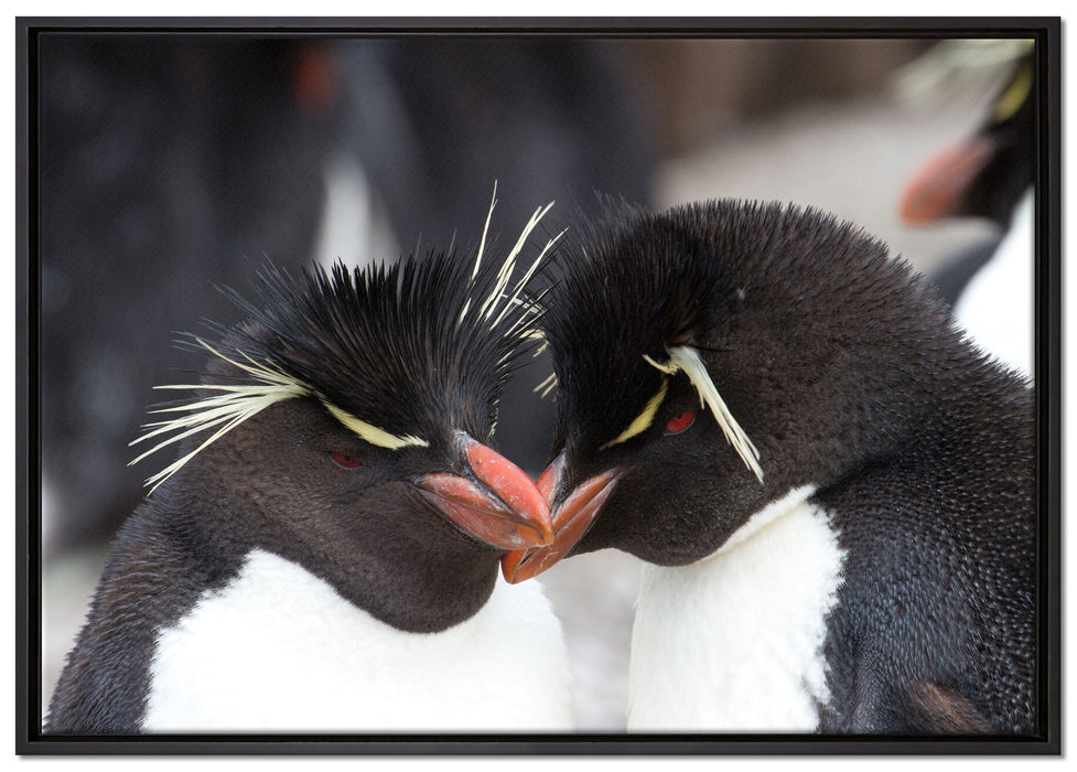 Pinguin Kuss auf Leinwandbild gerahmt Größe 100x70