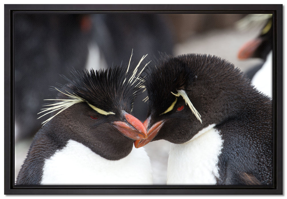 Pinguin Kuss auf Leinwandbild gerahmt Größe 60x40