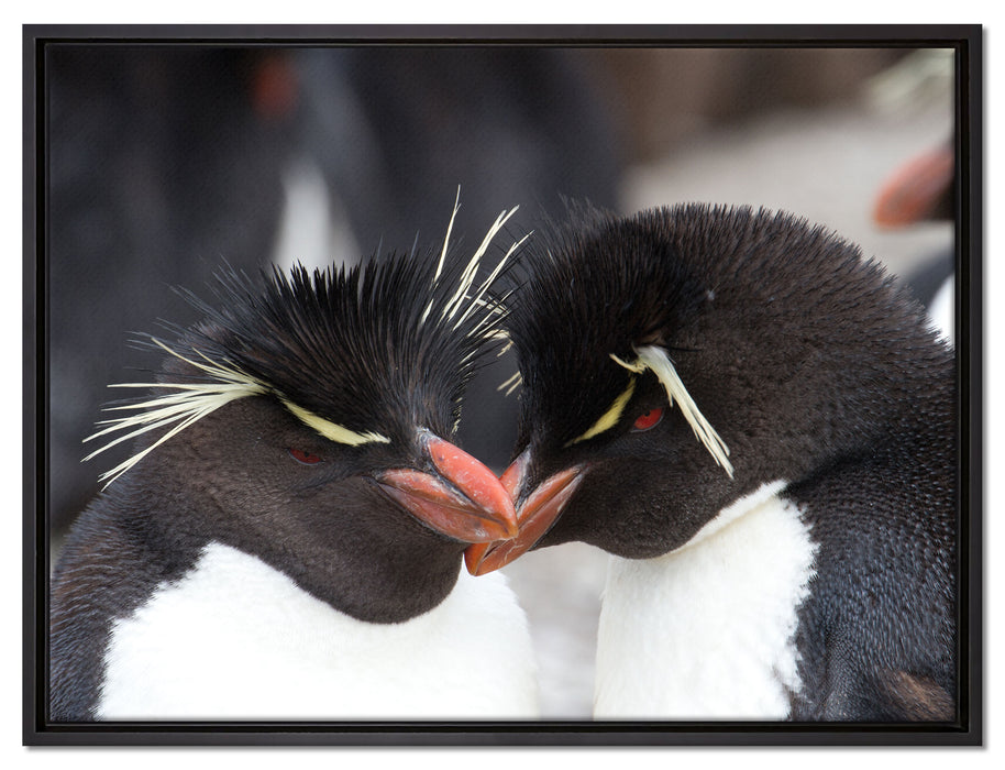 Pinguin Kuss auf Leinwandbild gerahmt Größe 80x60