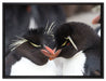 Pinguin Kuss auf Leinwandbild gerahmt Größe 80x60
