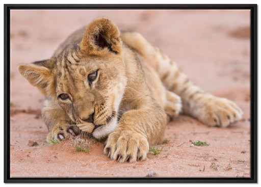 Löwenbaby spielt auf Leinwandbild gerahmt Größe 100x70