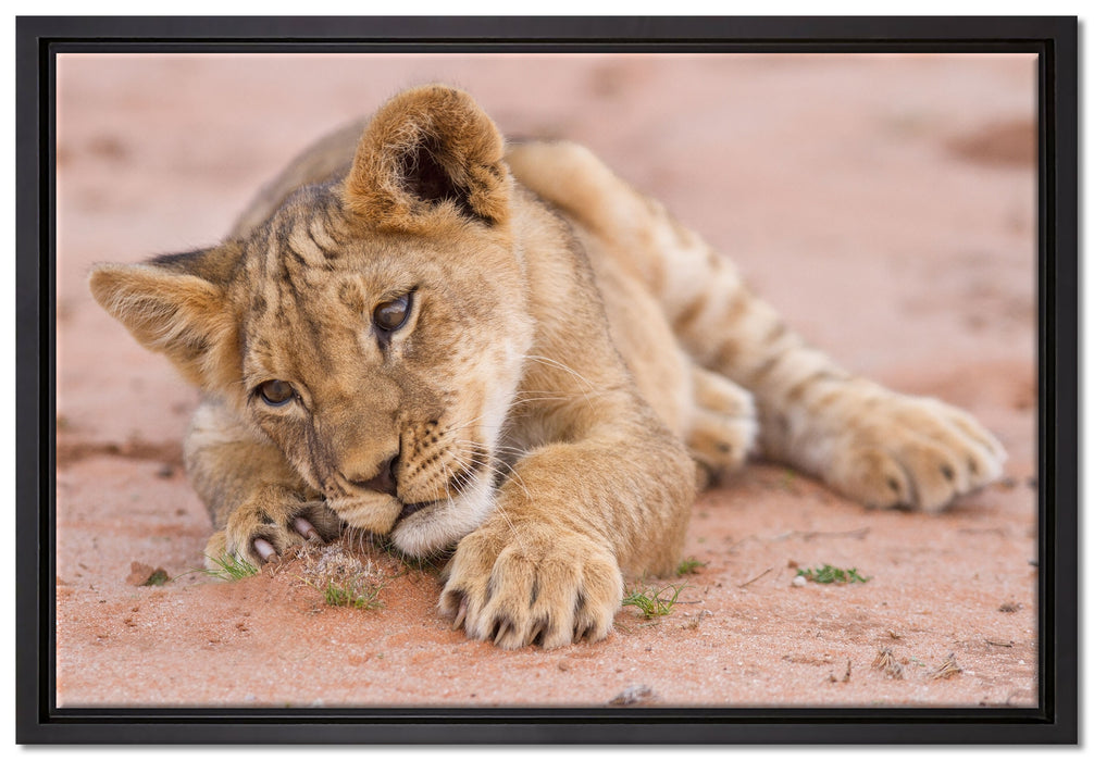 Löwenbaby spielt auf Leinwandbild gerahmt Größe 60x40