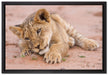 Löwenbaby spielt auf Leinwandbild gerahmt Größe 60x40