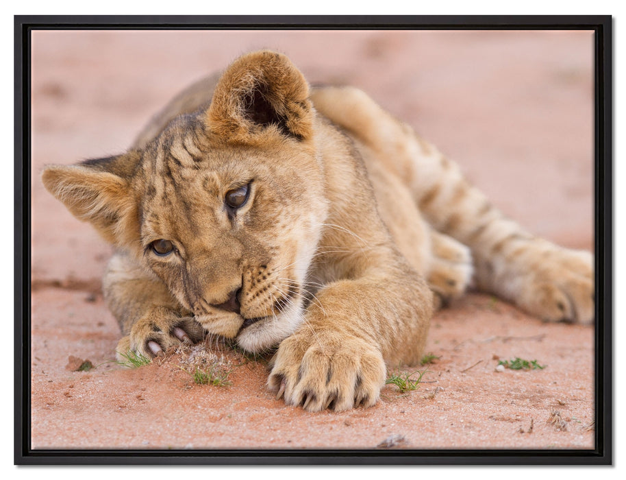 Löwenbaby spielt auf Leinwandbild gerahmt Größe 80x60