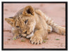 Löwenbaby spielt auf Leinwandbild gerahmt Größe 80x60