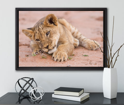 Löwenbaby spielt auf Leinwandbild gerahmt mit Kirschblüten