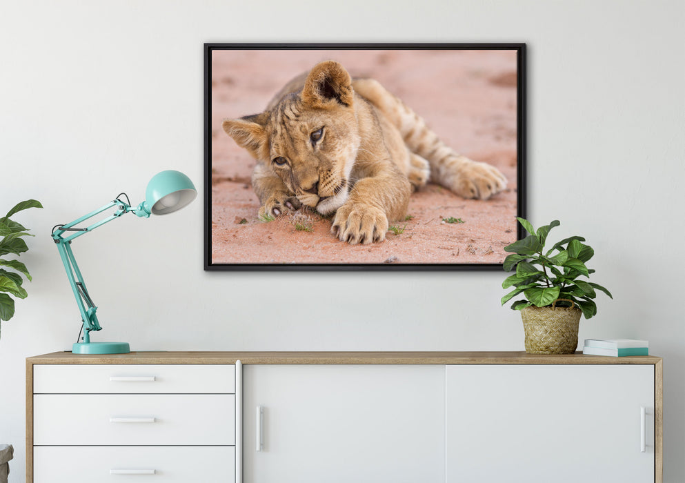 Löwenbaby spielt auf Leinwandbild gerahmt verschiedene Größen im Wohnzimmer