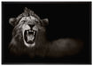 Dark Brüllender Löwe auf Leinwandbild gerahmt Größe 100x70