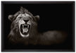 Dark Brüllender Löwe auf Leinwandbild gerahmt Größe 60x40