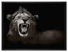 Dark Brüllender Löwe auf Leinwandbild gerahmt Größe 80x60
