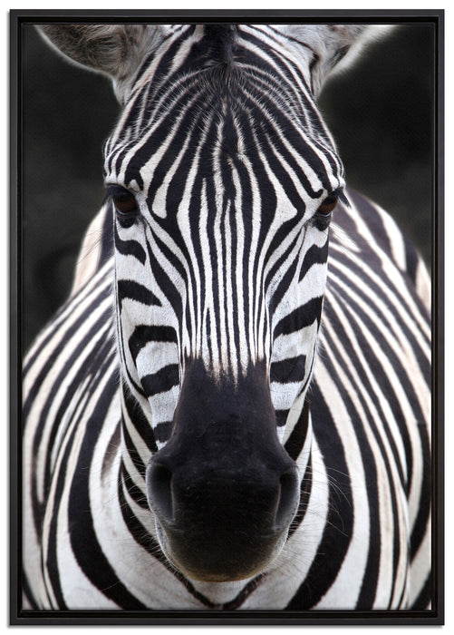 Zebra Porträt auf Leinwandbild gerahmt Größe 100x70