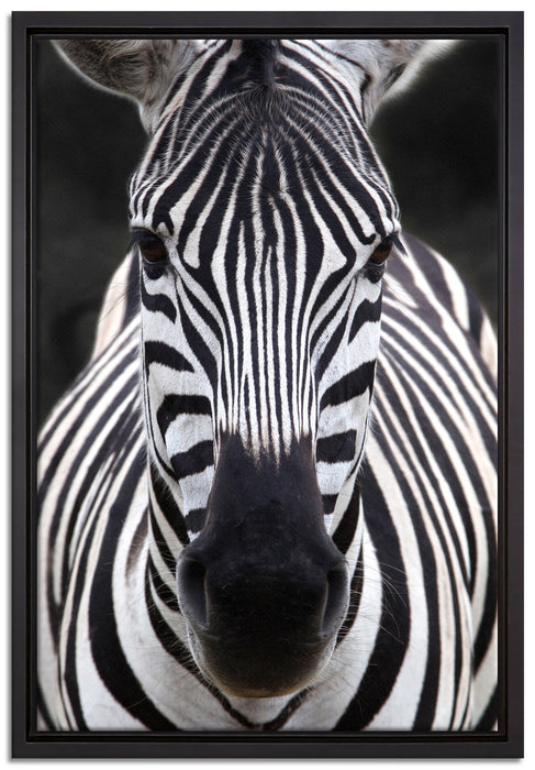 Zebra Porträt auf Leinwandbild gerahmt Größe 60x40