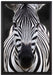 Zebra Porträt auf Leinwandbild gerahmt Größe 60x40