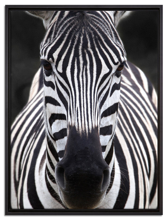 Zebra Porträt auf Leinwandbild gerahmt Größe 80x60