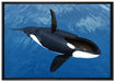 Orca im blauen Meer auf Leinwandbild gerahmt Größe 100x70