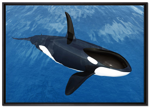 Orca im blauen Meer auf Leinwandbild gerahmt Größe 100x70