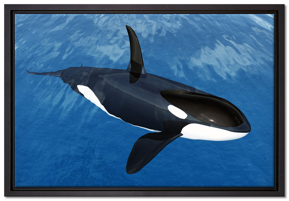 Orca im blauen Meer auf Leinwandbild gerahmt Größe 60x40