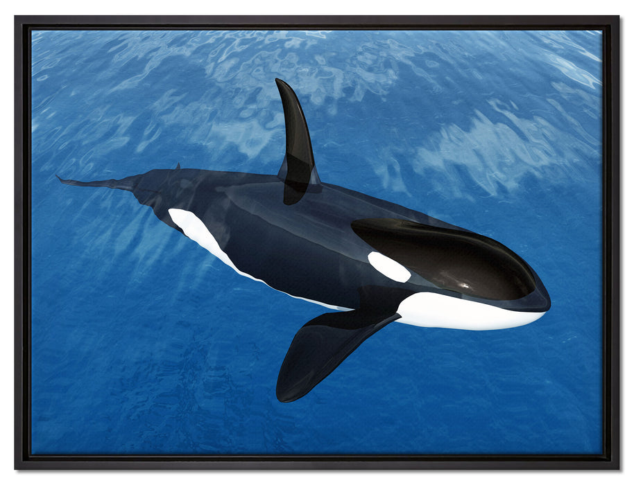 Orca im blauen Meer auf Leinwandbild gerahmt Größe 80x60