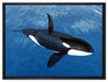 Orca im blauen Meer auf Leinwandbild gerahmt Größe 80x60