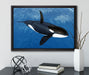 Orca im blauen Meer auf Leinwandbild gerahmt mit Kirschblüten
