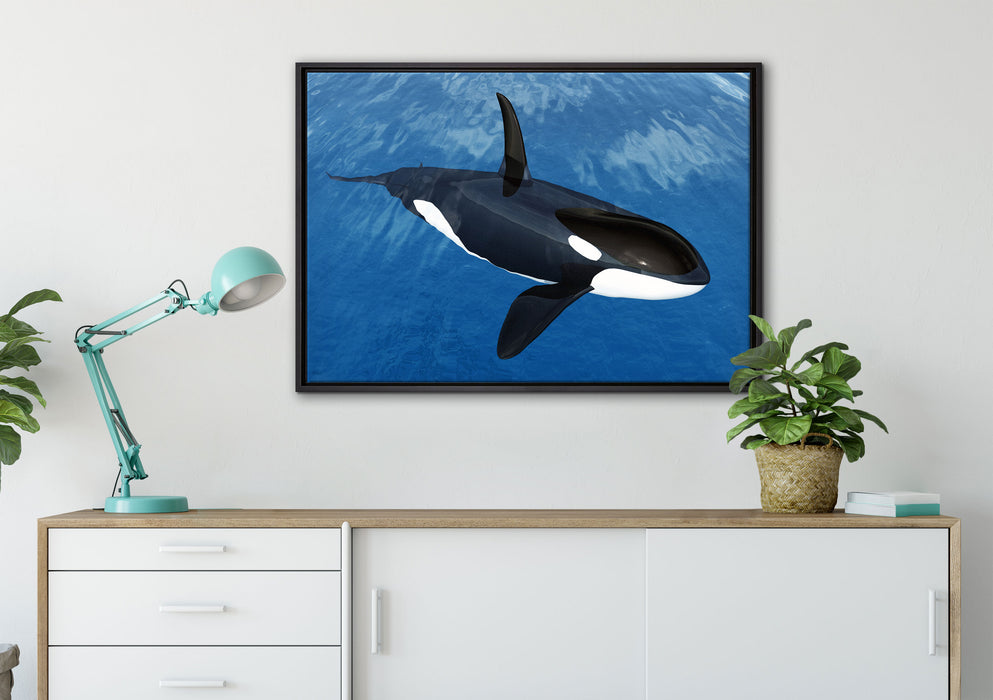 Orca im blauen Meer auf Leinwandbild gerahmt verschiedene Größen im Wohnzimmer