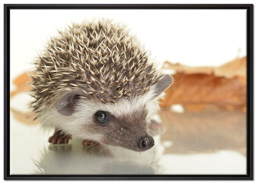 Süßer Igel auf Leinwandbild gerahmt Größe 100x70