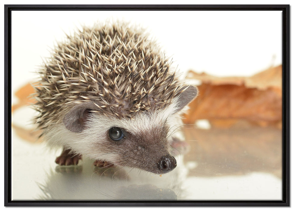 Süßer Igel auf Leinwandbild gerahmt Größe 100x70