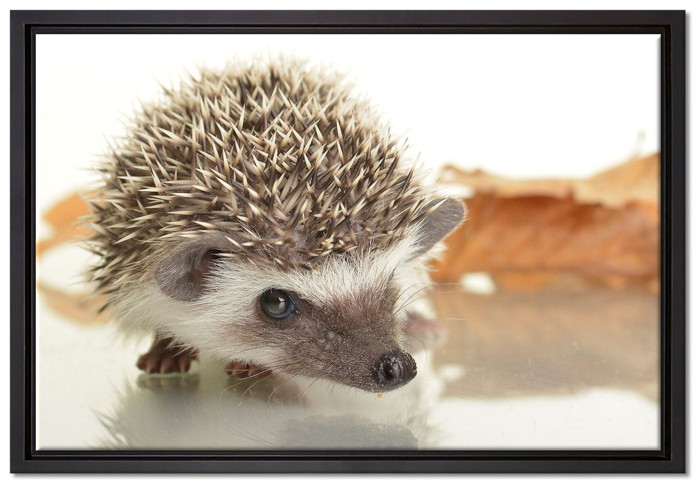 Süßer Igel auf Leinwandbild gerahmt Größe 60x40