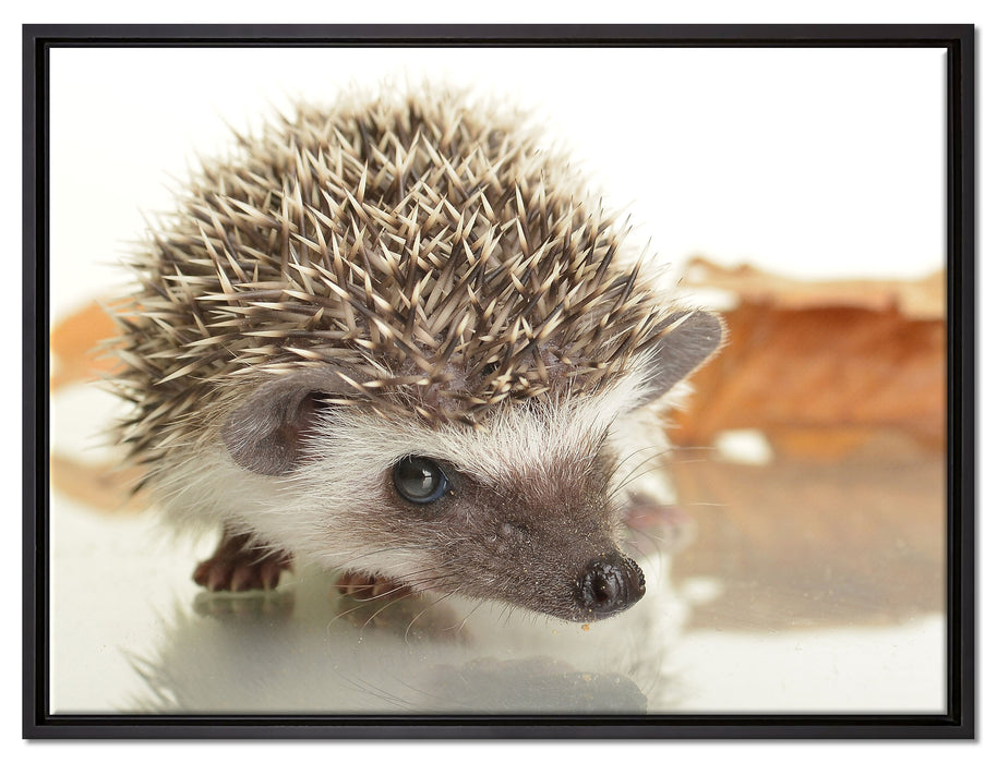 Süßer Igel auf Leinwandbild gerahmt Größe 80x60