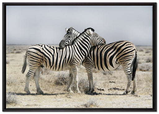 Schmusende Zebras auf Leinwandbild gerahmt Größe 100x70