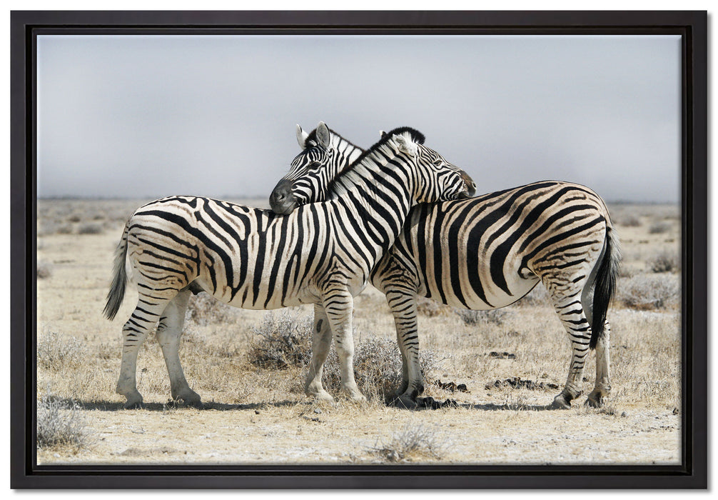 Schmusende Zebras auf Leinwandbild gerahmt Größe 60x40