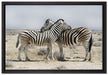 Schmusende Zebras auf Leinwandbild gerahmt Größe 60x40
