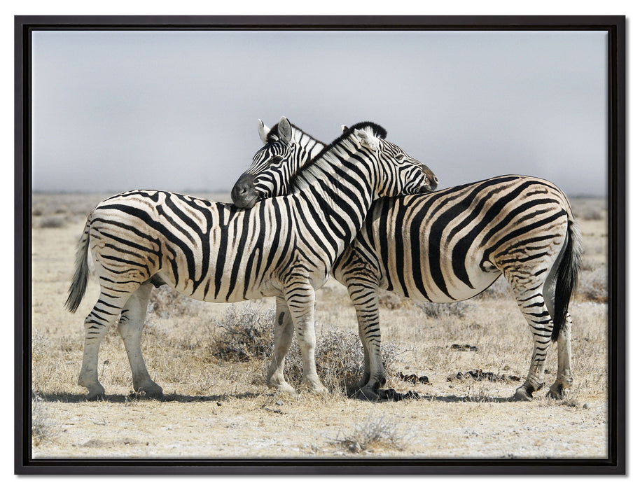 Schmusende Zebras auf Leinwandbild gerahmt Größe 80x60