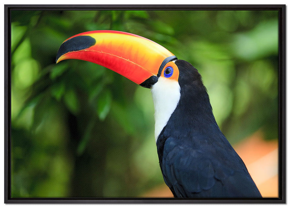Bunter Tukan auf Leinwandbild gerahmt Größe 100x70
