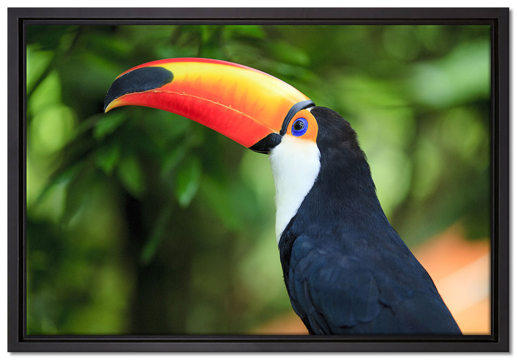 Bunter Tukan auf Leinwandbild gerahmt Größe 60x40