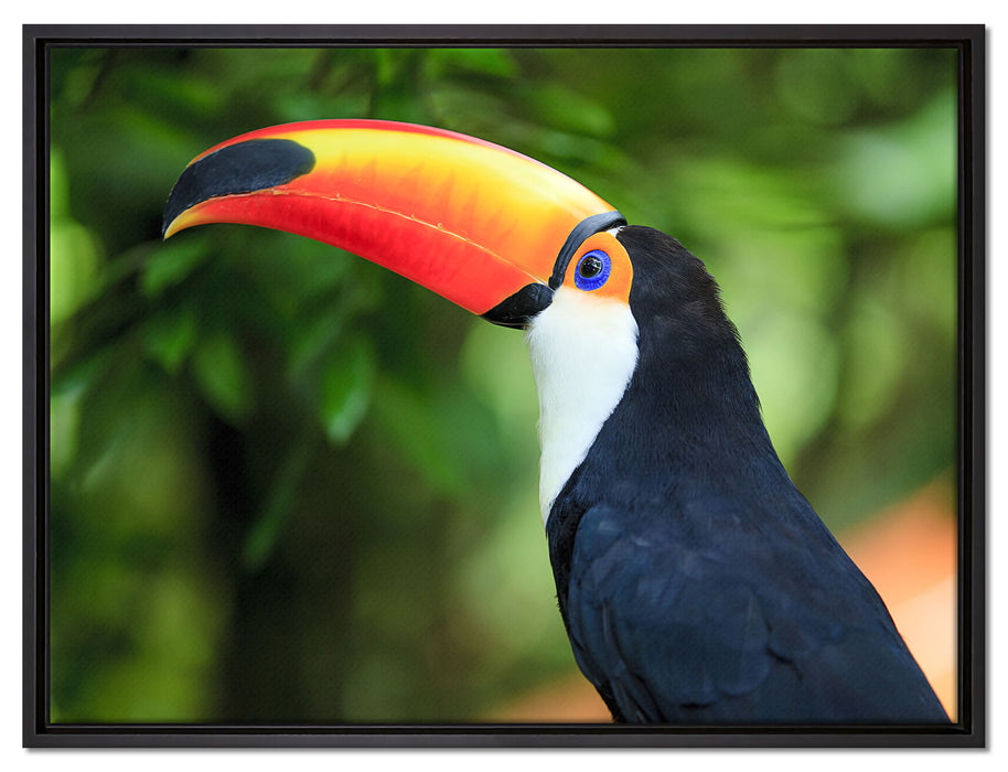 Bunter Tukan auf Leinwandbild gerahmt Größe 80x60